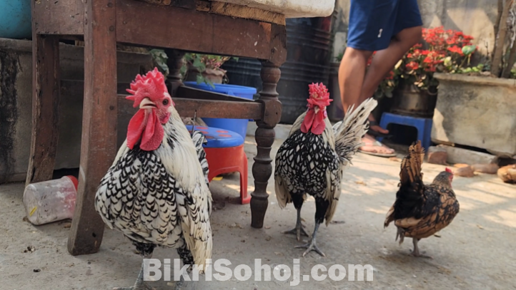 সিলভার সেব্রাইট মেইল ২টি